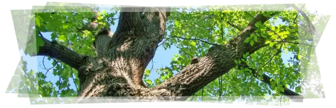 Tala y poda de árboles grandes Ávila Tala y poda en altura